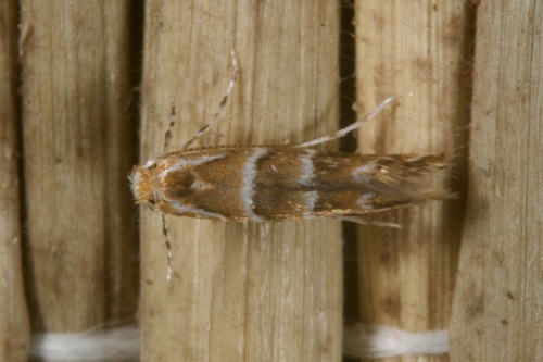 Horse-chestnut Leafminer