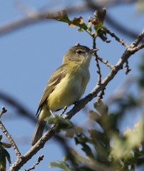 Vireo bellii bellii