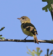 Vireo bellii bellii