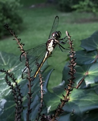 Libellula vibrans