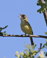 Vireo bellii bellii