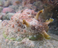 Dolabrifera brazieri