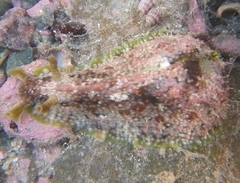 Dolabrifera brazieri