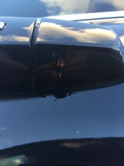 Calopteron reticulatum