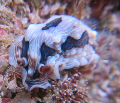 Dendrodoris krusensternii