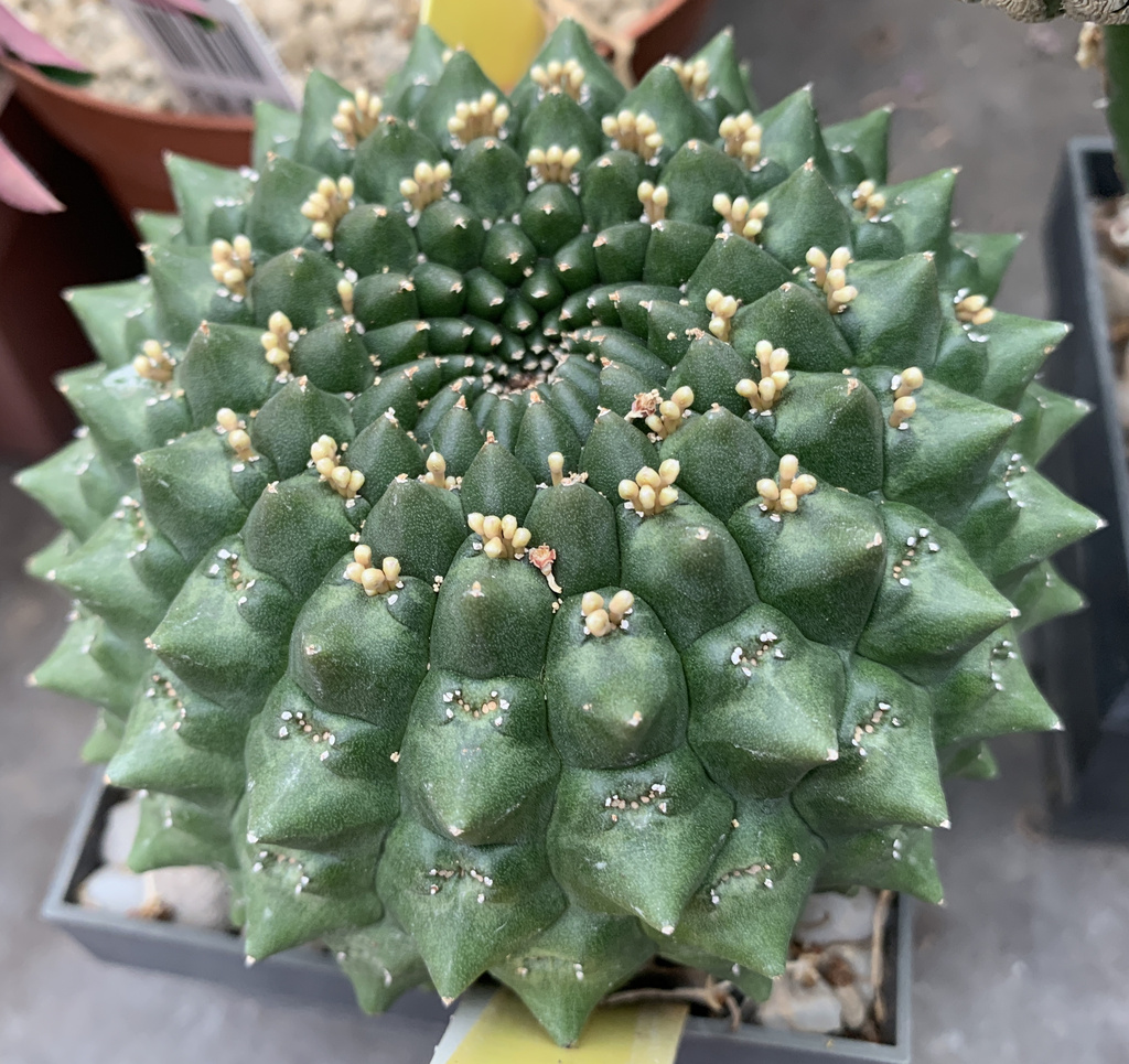 XX748 Euphorbia gymnocalycioides / ユーフォルビア ギムノカリキオイデス