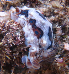 Dendrodoris krusensternii