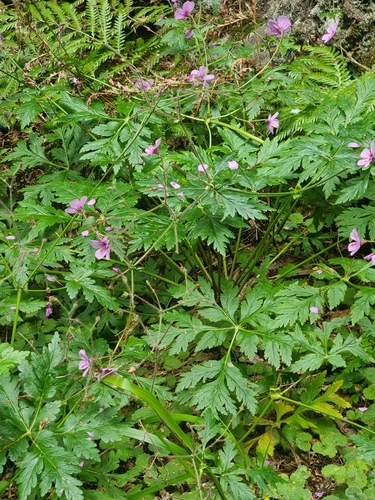 Image of Geranium palmatum by (c) Vítor Jorge, some rights reserved (CC BY)
