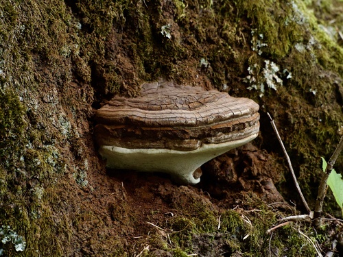 Ganoderma applanatum