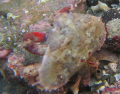 Eurynolambrus australis