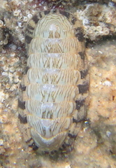Ischnochiton maorianus