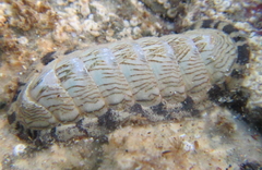 Ischnochiton maorianus