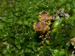 Neobarya agaricicola