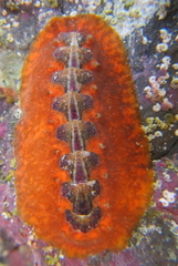 Notoplax violacea