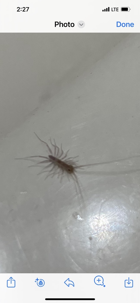 House Centipede from Lake Johnson Park, Raleigh, NC, US on August 12 ...