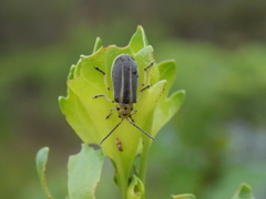 Trirhabda bacharidis