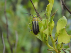 Trirhabda bacharidis