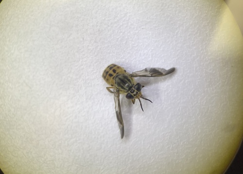 iNaturalist observation photo of Deer Flies