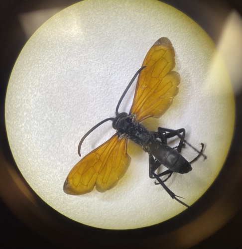 iNaturalist observation photo of Tarantula-hawk Wasps and Allies