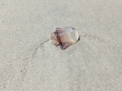 Cannonball Jelly photographed in Georgia