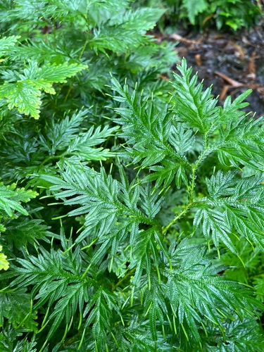 Selaginella plana