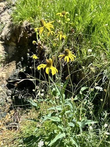 Image of Rudbeckia klamathensis by no rights reserved