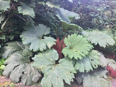 Gunnera insignis