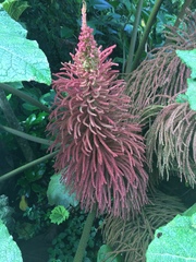 Gunnera insignis