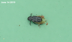 Clinterocera scabrosa