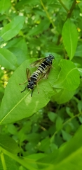 Temnostoma excentrica