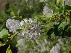 Ceanothus parvifolius