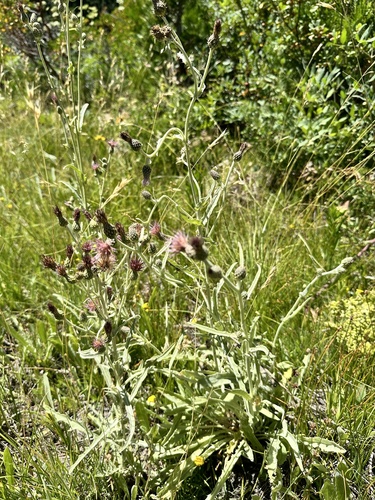Image of Cirsium douglasii by no rights reserved