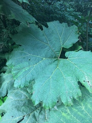 Gunnera insignis