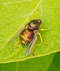 Eulonchus sapphirinus