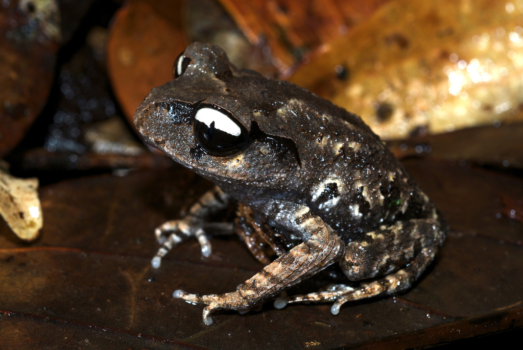 White-Eyed Spadefoot Toad