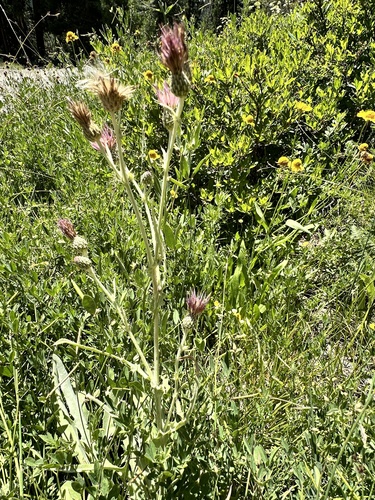Image of Cirsium douglasii by no rights reserved