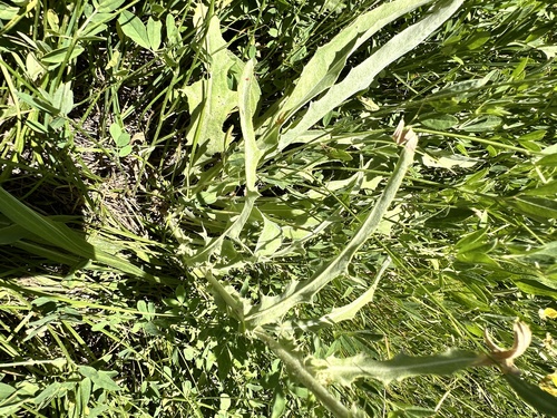 Image of Cirsium douglasii by no rights reserved