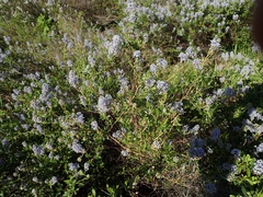 Ceanothus parvifolius