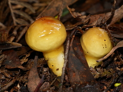 Cortinarius sinapicolor