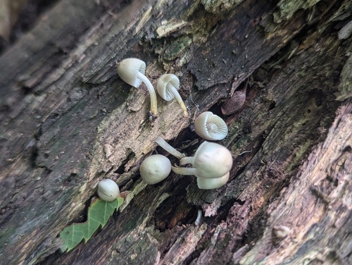 Mycena