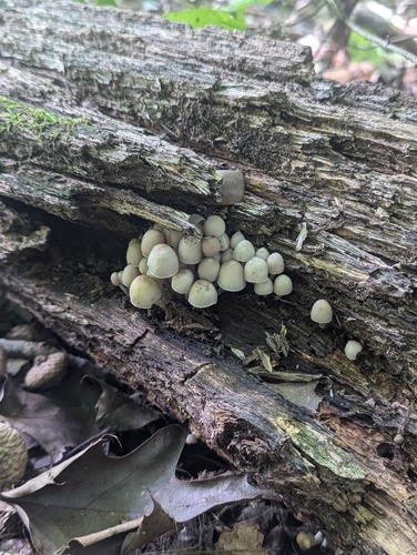 Mycena (Photo 2 of 4)