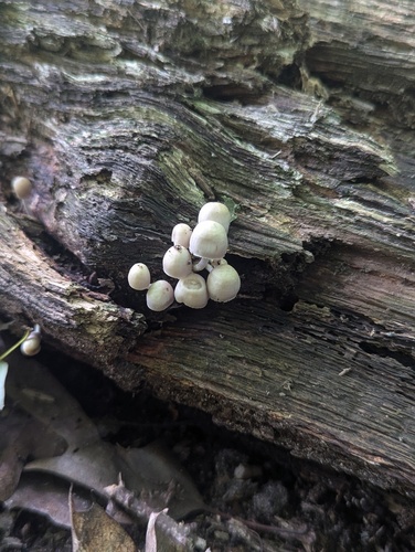 Mycena (Photo 3 of 4)