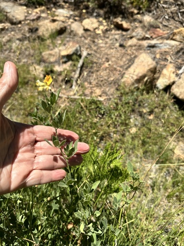 Image of Hosackia pinnata by no rights reserved