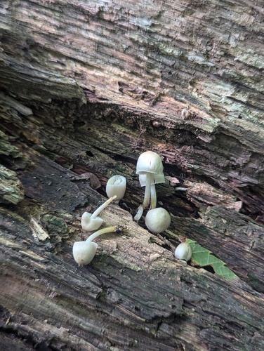 Mycena (Photo 4 of 4)