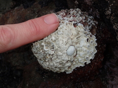 Radiacmea inconspicua