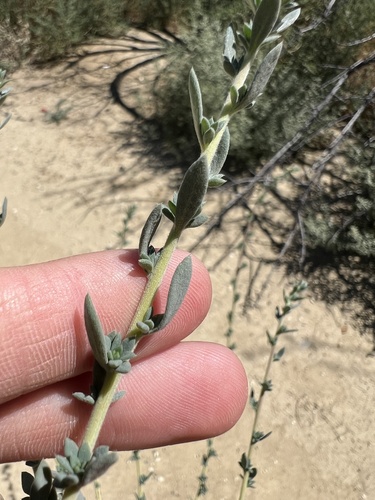 Image of Bassia hyssopifolia by (c) Ryan Donnelly, some rights reserved (CC BY)