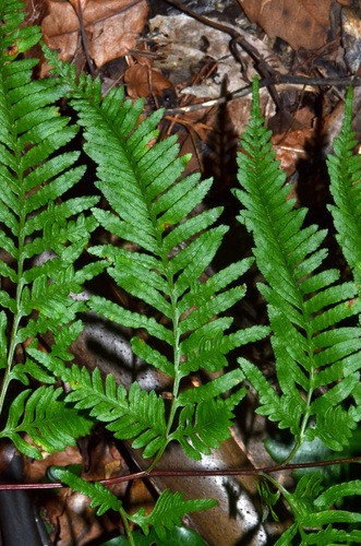 Pteris tremula