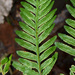 Pteris tremula - Photo (c) Pat Enright, μερικά δικαιώματα διατηρούνται (CC BY-NC), uploaded by Pat Enright