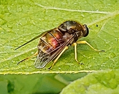 Eulonchus sapphirinus