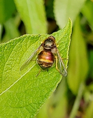 Eulonchus sapphirinus